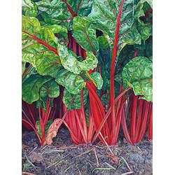 Snijbiet | stilleven schilderij in olieverf van Adriana van Zoest koopt u nu online! ✓Hoogste kwaliteit & service ✓Veilig betalen ✓Gratis verzending