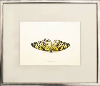 Vlinder III | stilleven schilderij in aquarel van Chris Herenius koopt u nu online! ✓Hoogste kwaliteit & service ✓Veilig betalen ✓Gratis verzending