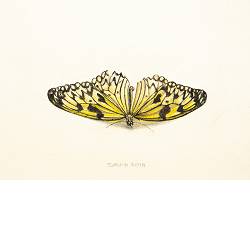 Vlinder III | stilleven schilderij in aquarel van Chris Herenius koopt u nu online! ✓Hoogste kwaliteit & service ✓Veilig betalen ✓Gratis verzending