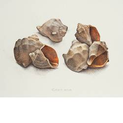 Compositie met schelpen | stilleven schilderij in aquarel van Chris Herenius koopt u nu online! ✓Veilig betalen ✓Gratis verzending