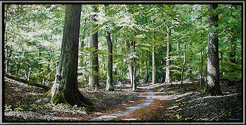 Verwachtingsvol Begin | landschap schilderij van Wout Wachtmeester koopt u nu online! ✓Hoogste kwaliteit ✓Veilig betalen ✓Gratis verzending